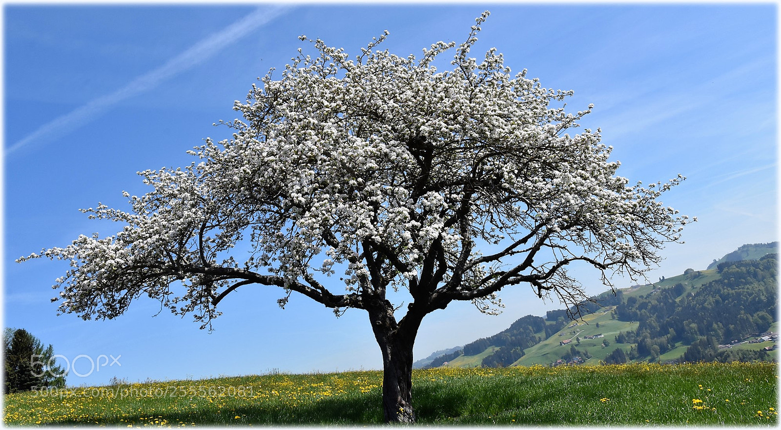 Nikon D7200 sample photo. "blossomtree" photography