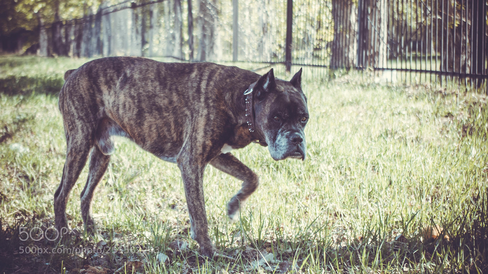 Pentax K-50 sample photo. Dog photography