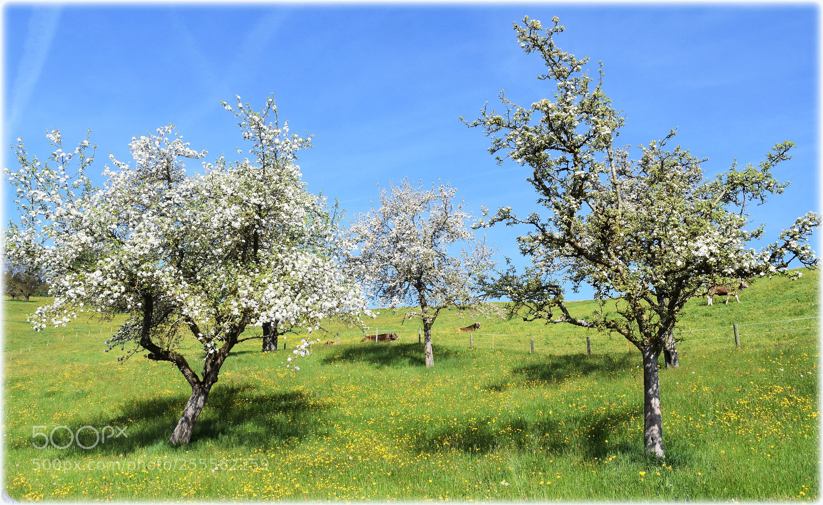 Nikon D7200 sample photo. "printemps photography