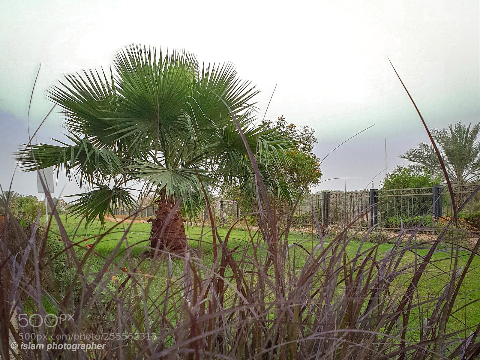 Samsung Galaxy S9+ sample photo. Behind the grass photography