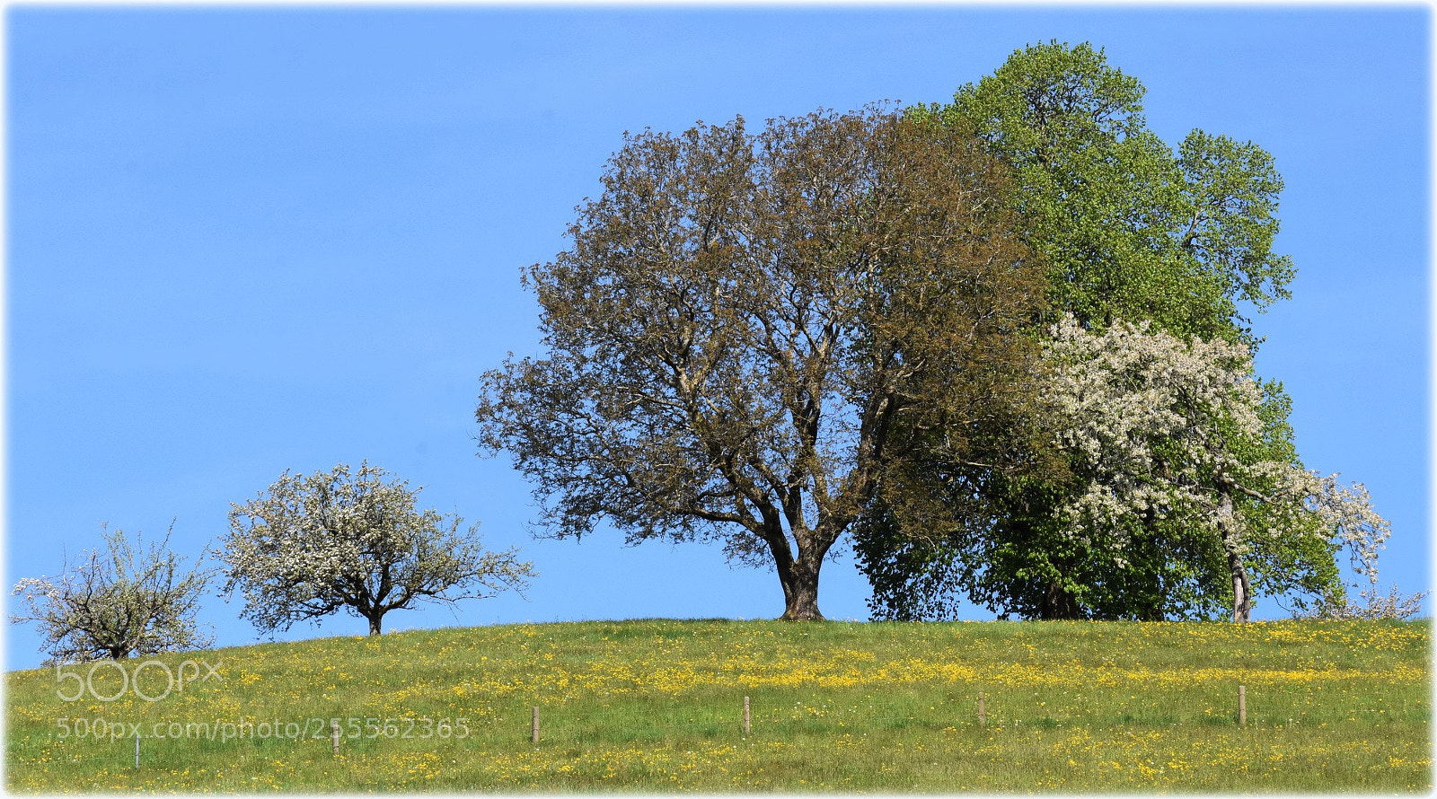 Nikon D7200 sample photo. "colors fore summer"g photography