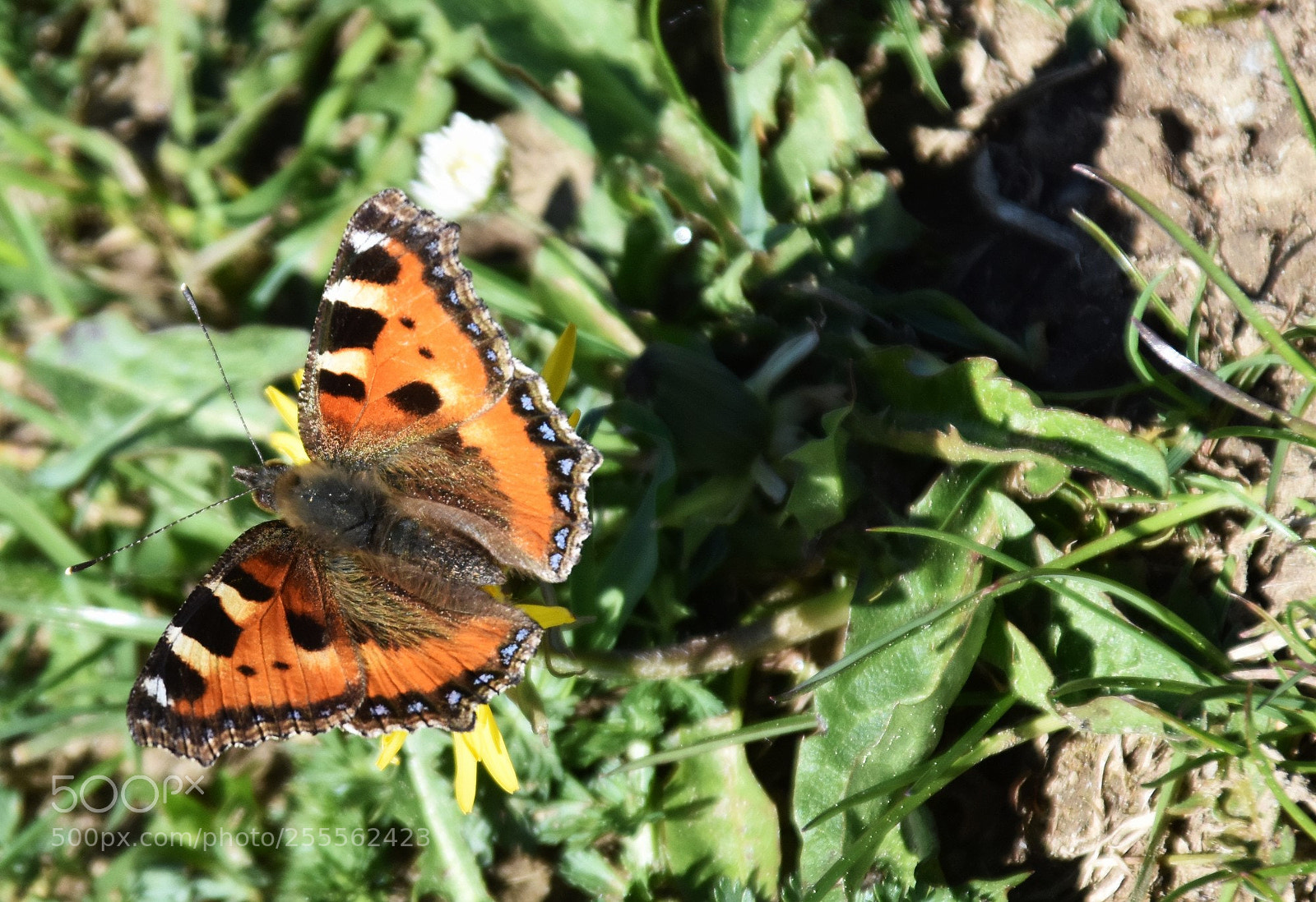 Nikon D7200 sample photo. "little fox" photography