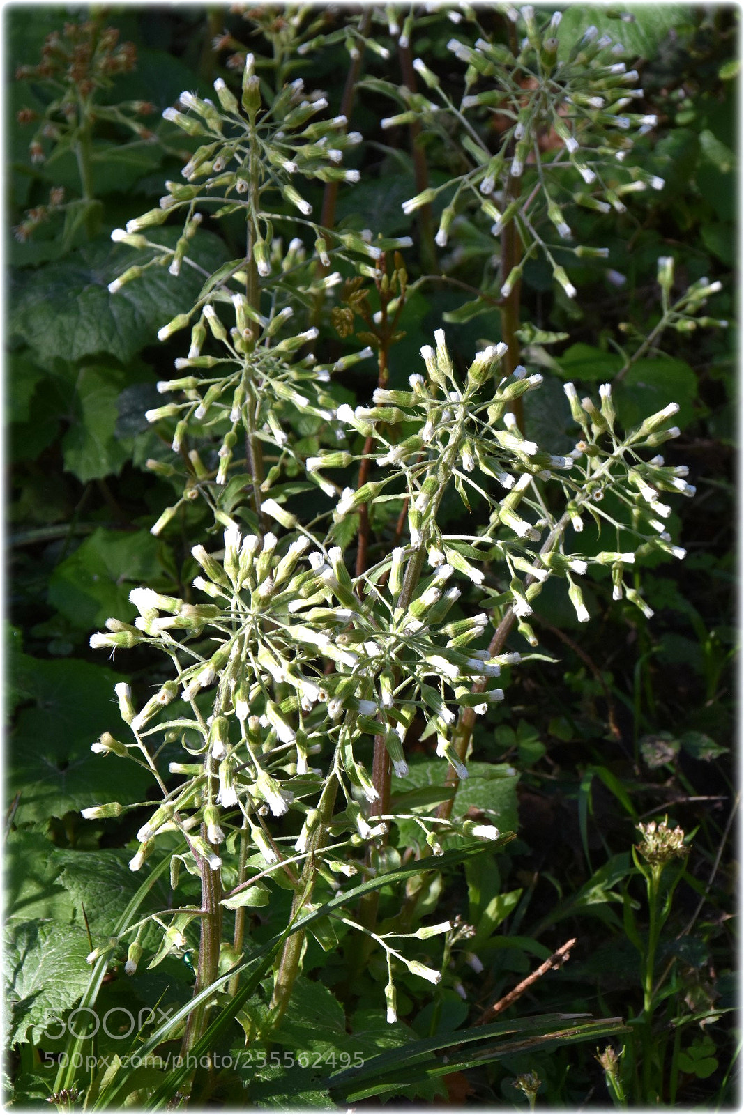 Nikon D7200 sample photo. "plants" photography