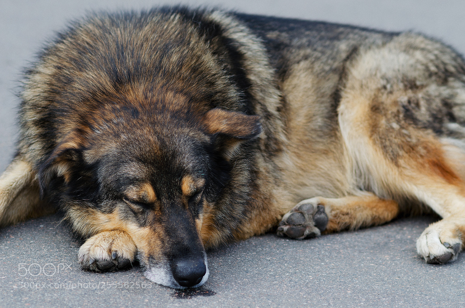 Nikon D5100 sample photo. Sleeping doggie photography
