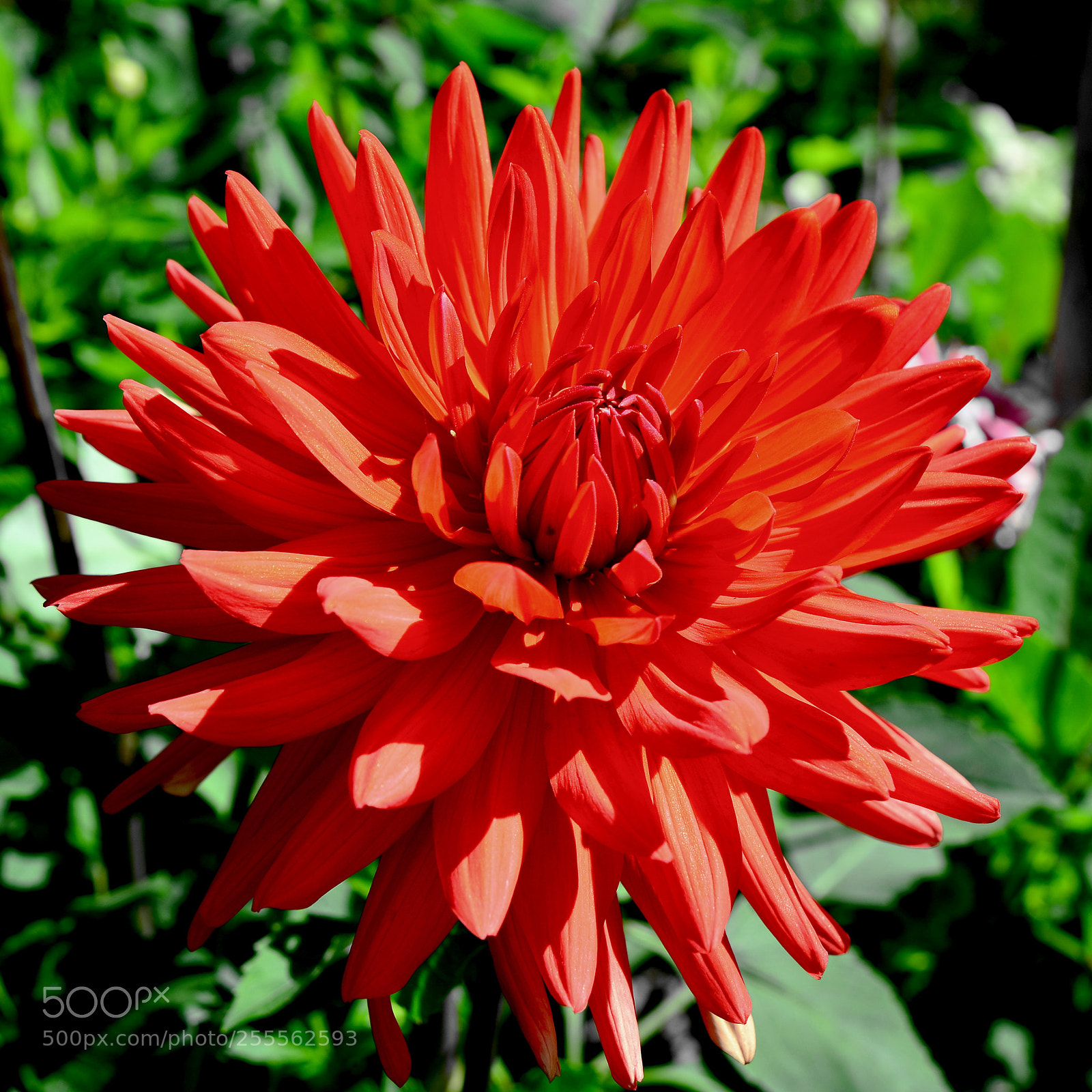 Nikon D600 sample photo. Red dahlia photography