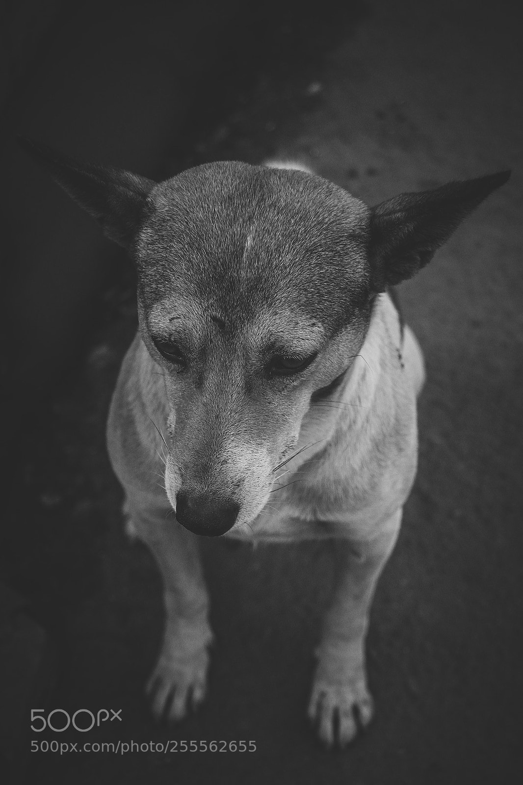 Canon EOS 7D sample photo. Dog ? photography