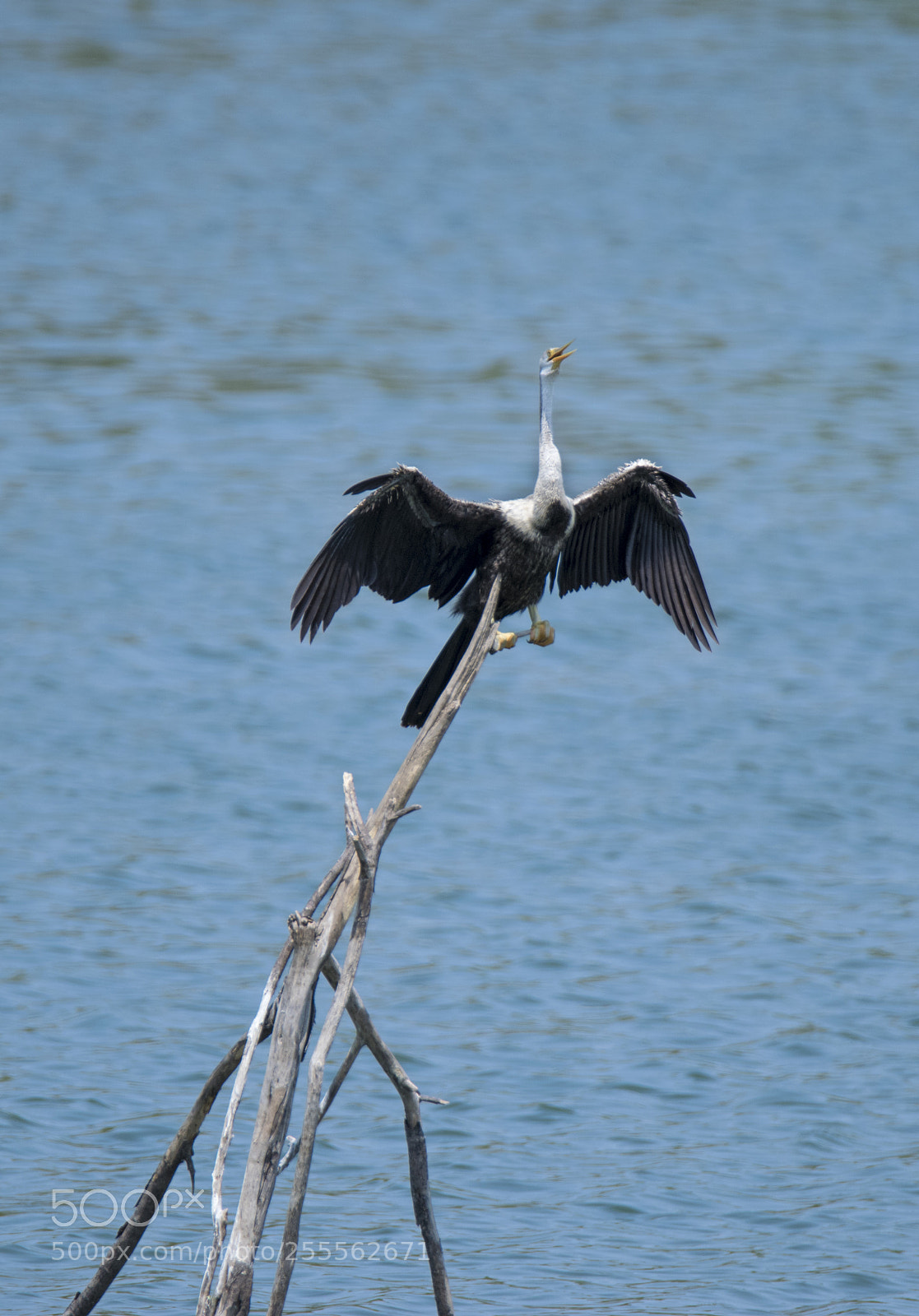Nikon D3300 sample photo. Indian darter , chennai. photography