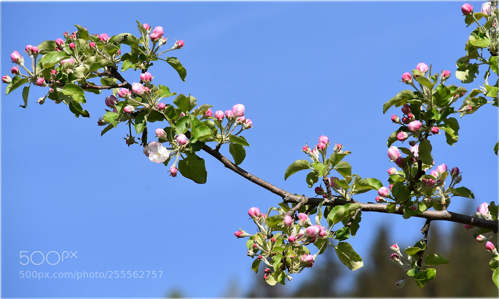 Nikon D7200 sample photo. "apple" photography