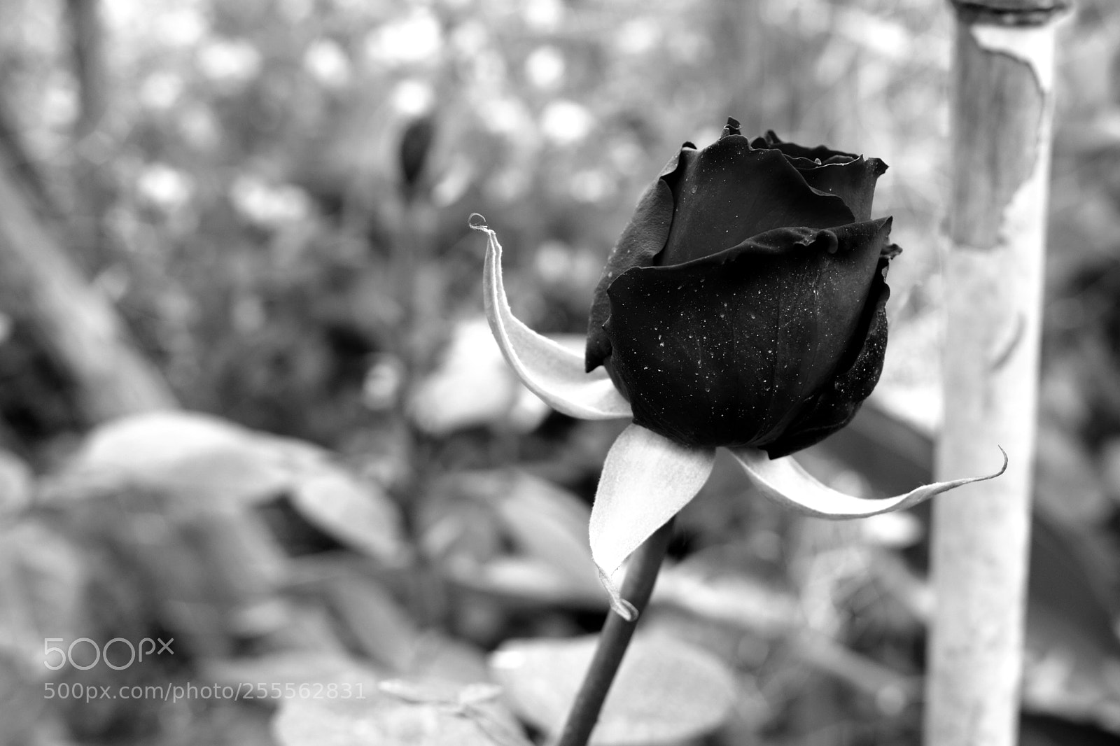 Nikon D3300 sample photo. Rosa photography