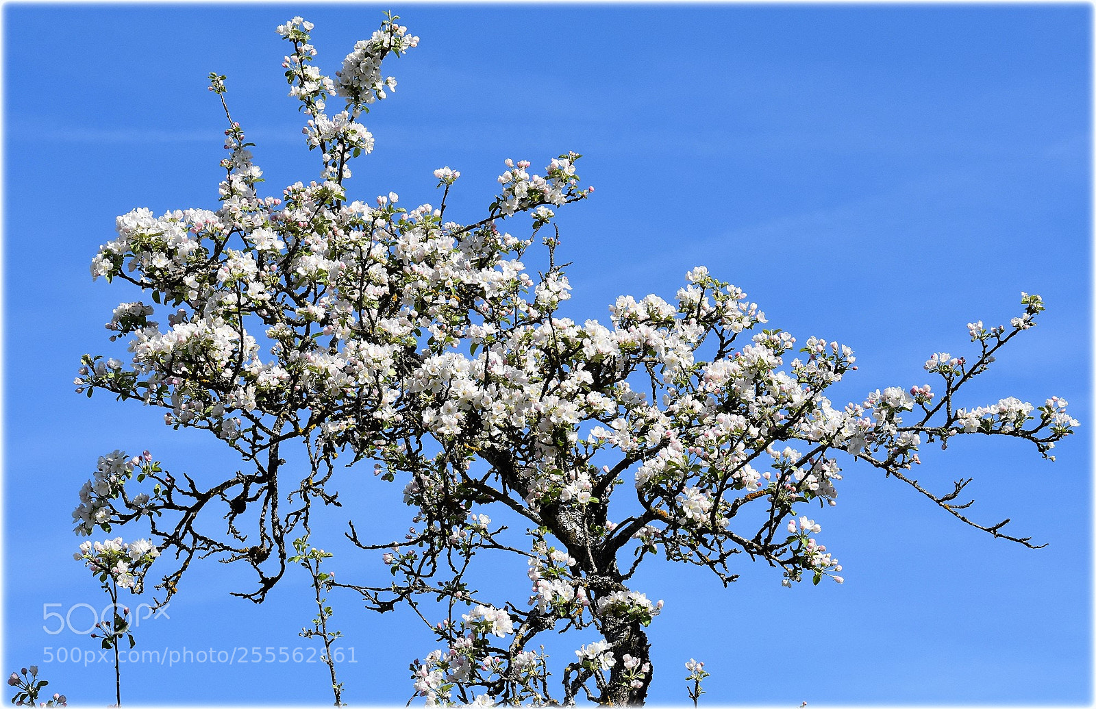 Nikon D7200 sample photo. "blossom in the sky" photography