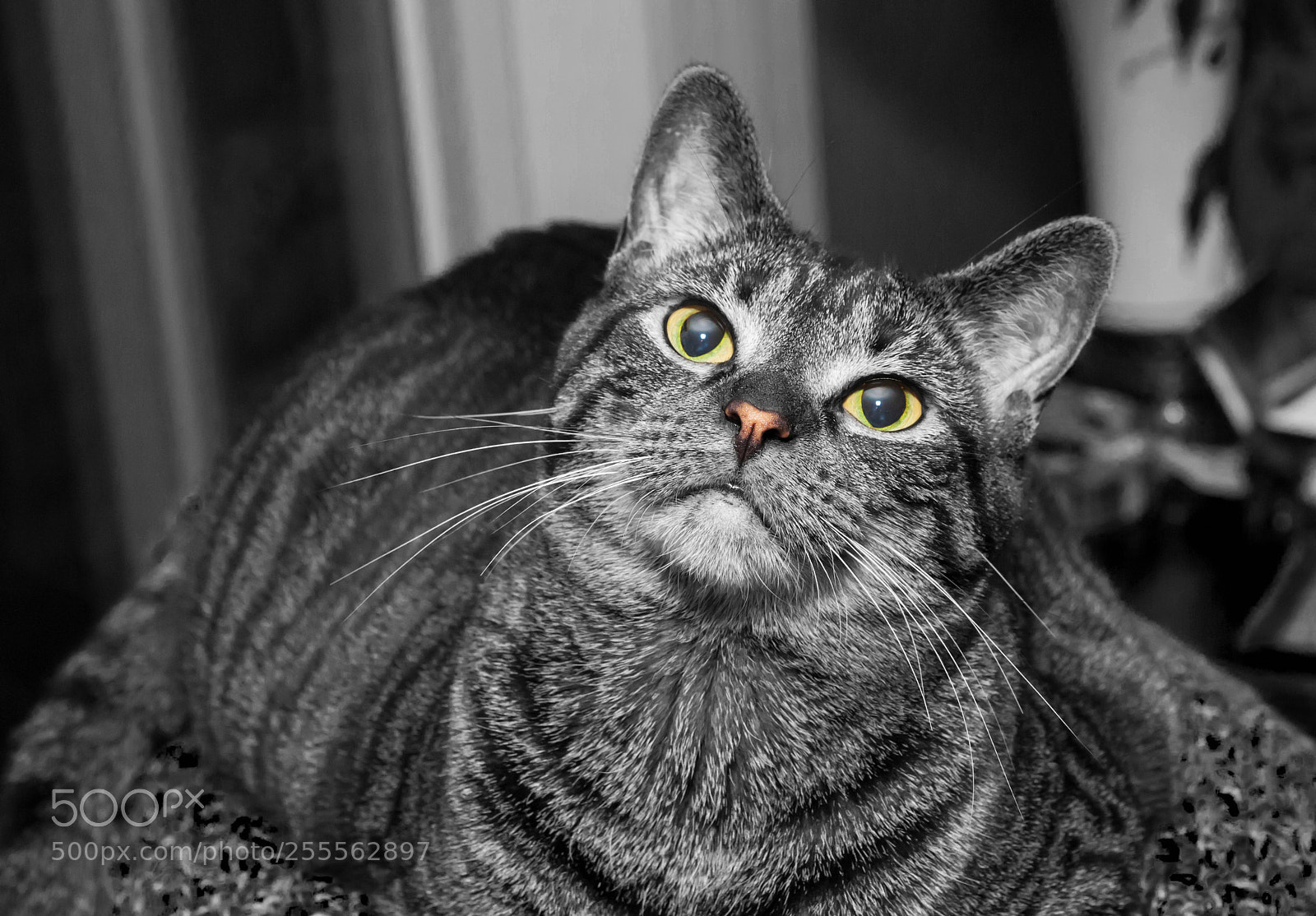 Nikon D700 sample photo. Mayday photography