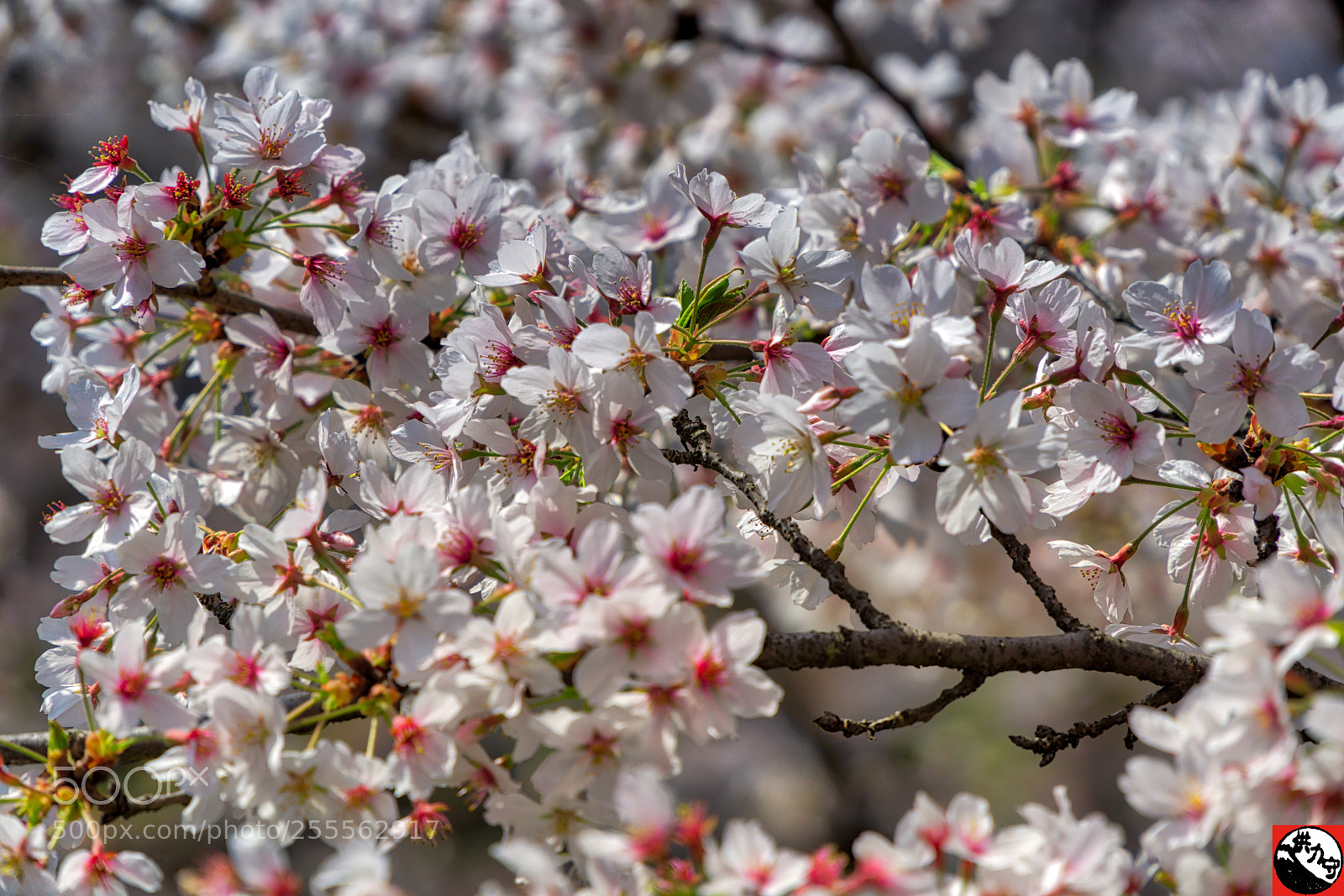 Sony a6000 sample photo. Sakura, sakura... wonderful time photography