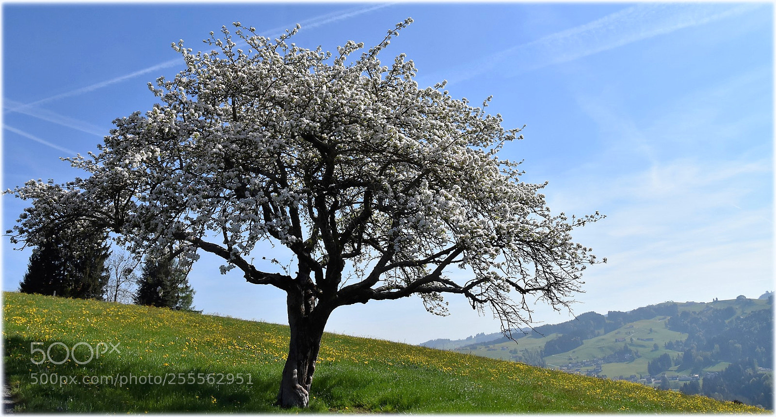 Nikon D7200 sample photo. "blossom" photography