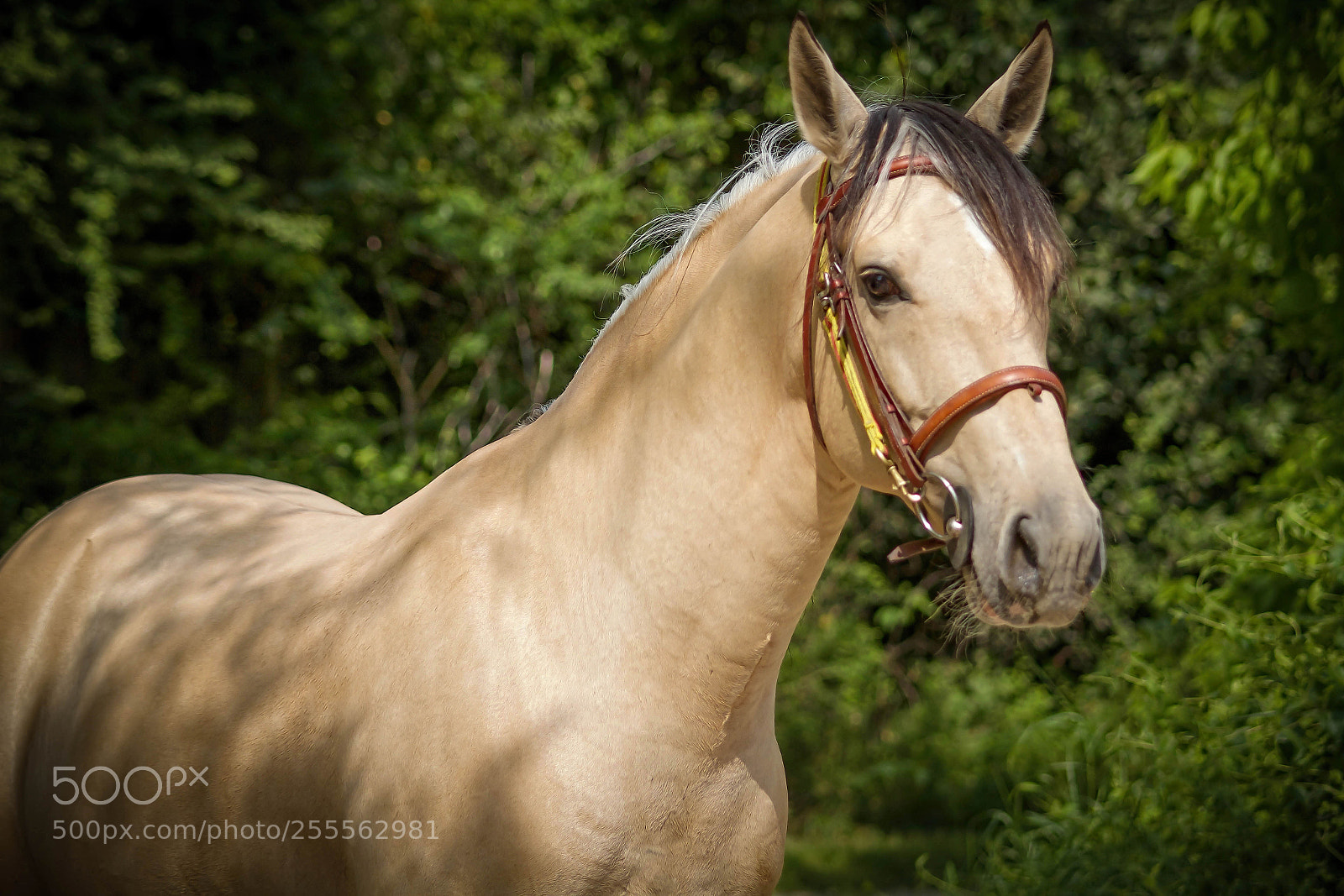 Canon EOS 7D sample photo. Young horse photography