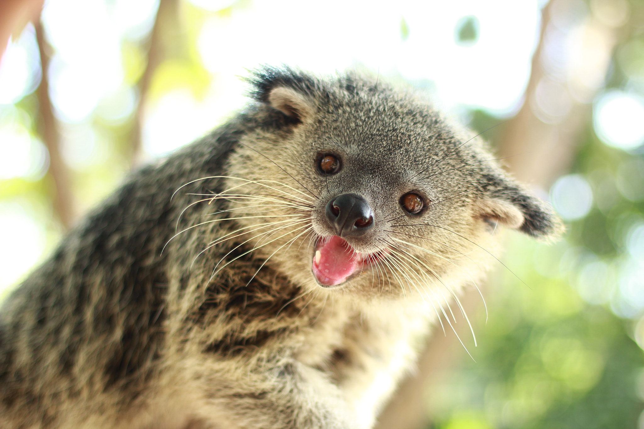 Canon EOS 60D + Canon EF 50mm F1.4 USM sample photo. Binturong photography