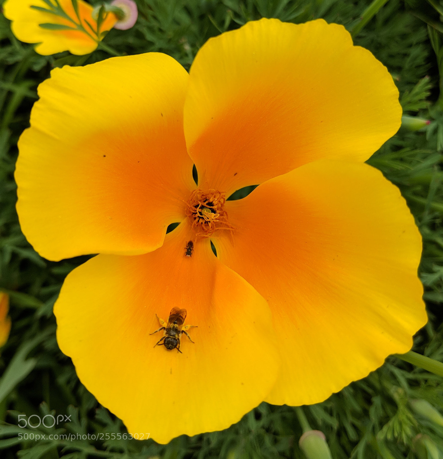 Google Pixel 2 XL sample photo. California poppy photography