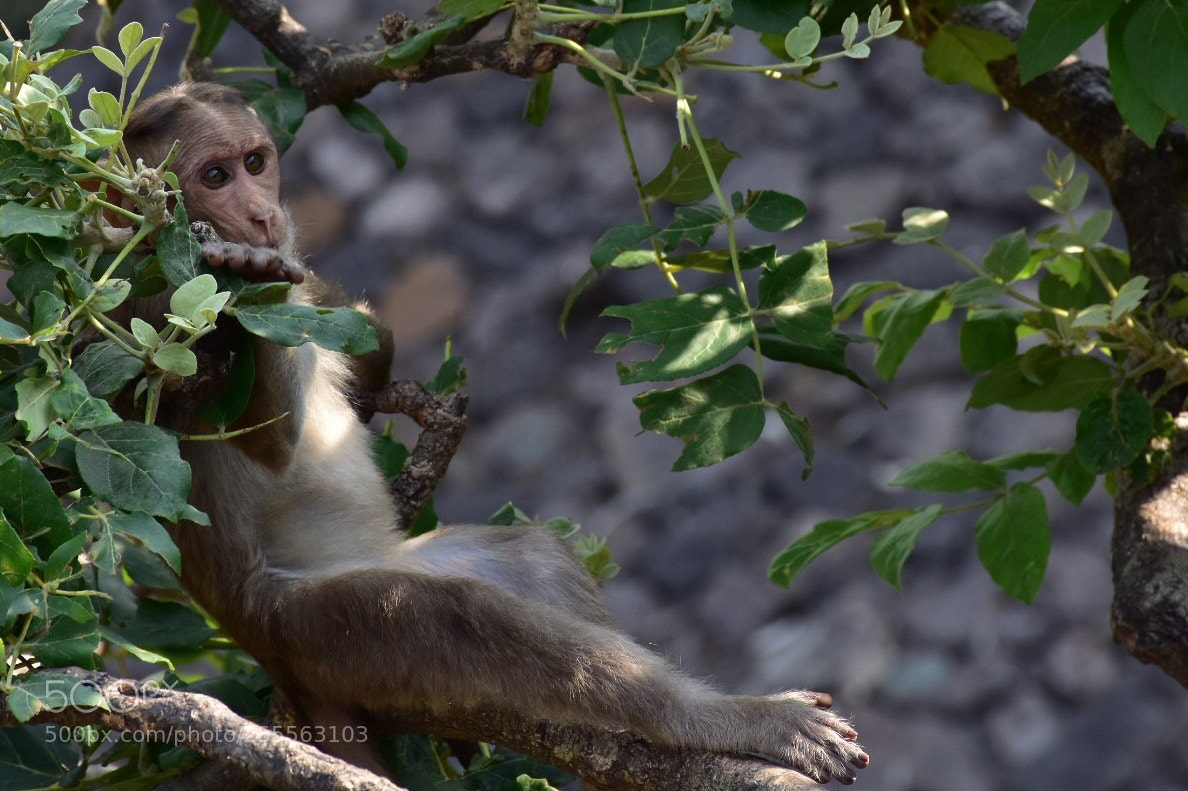 Nikon D7200 sample photo. Relaxing monkey. photography