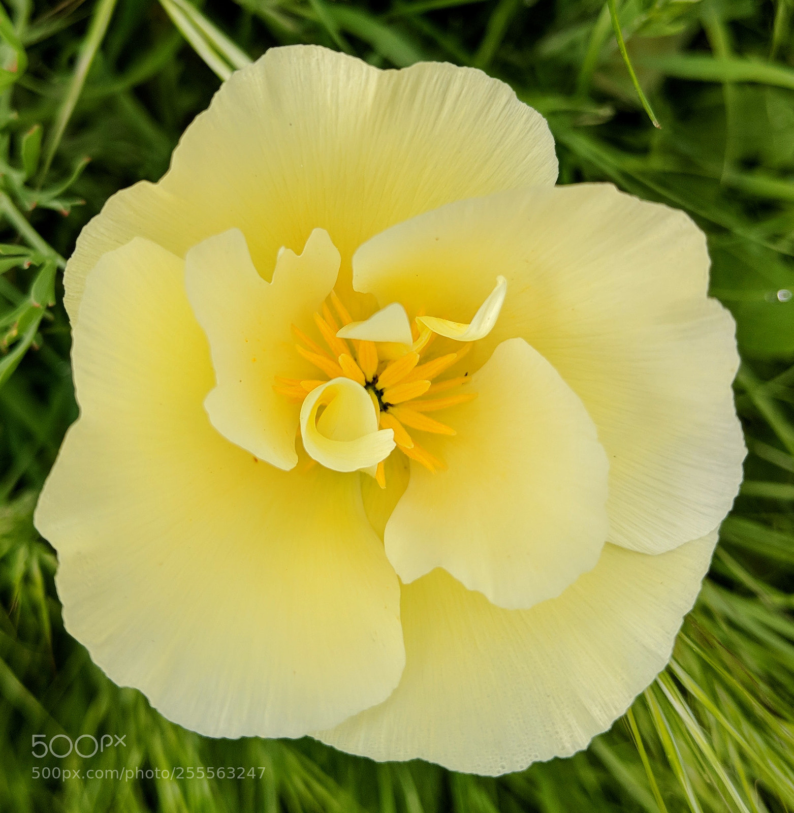 Google Pixel 2 XL sample photo. California poppy photography