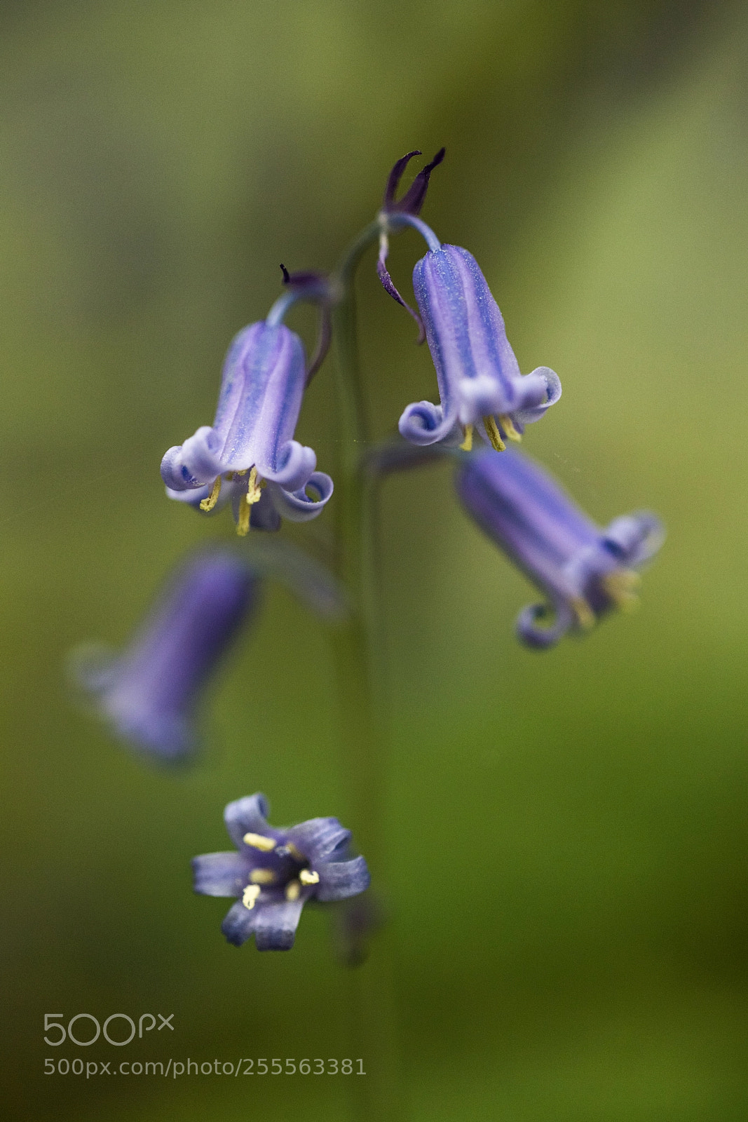 Canon EOS 6D Mark II sample photo. The wood hyacinth photography