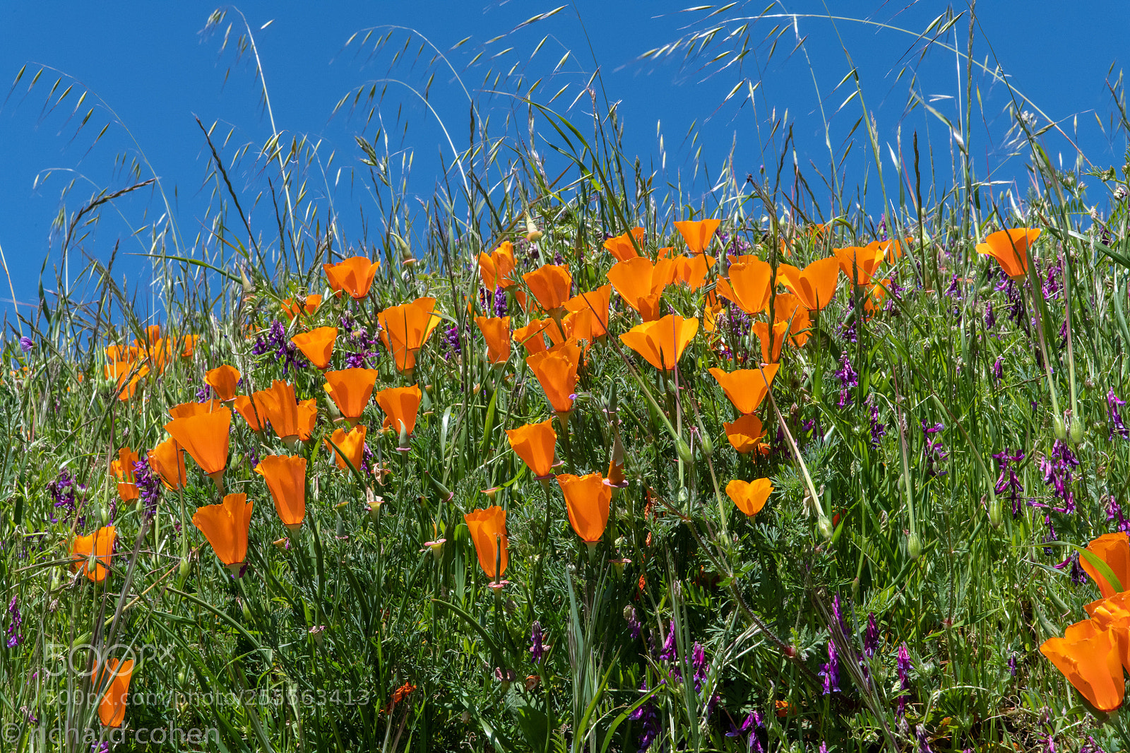 Nikon D850 sample photo. California spring... photography