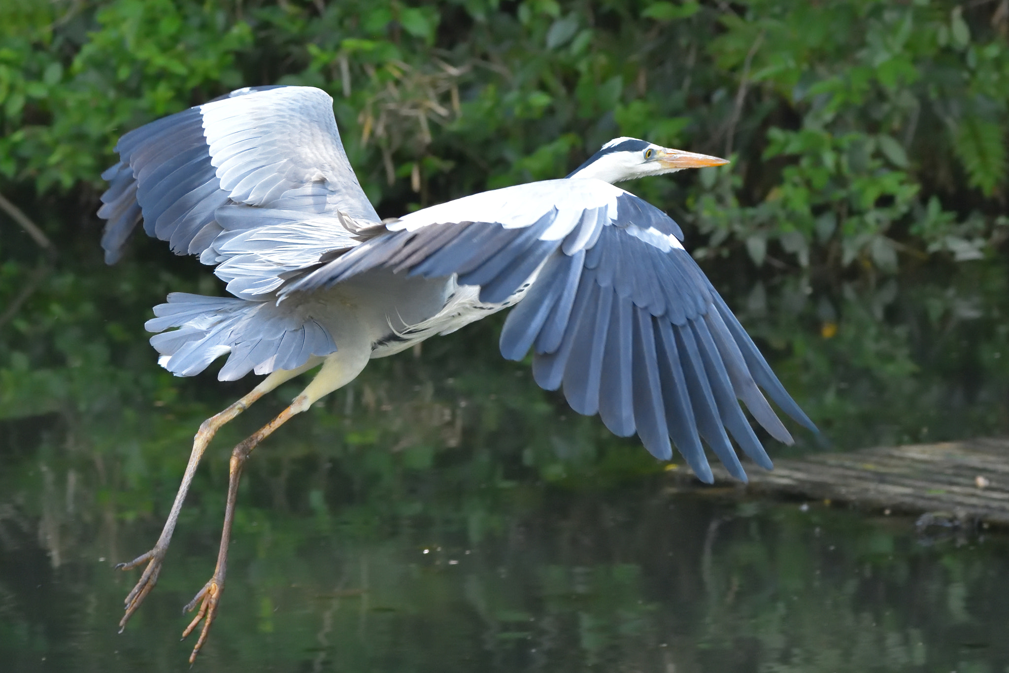 Nikon D7200 + Sigma 150-600mm F5-6.3 DG OS HSM | C sample photo. ふんわり photography