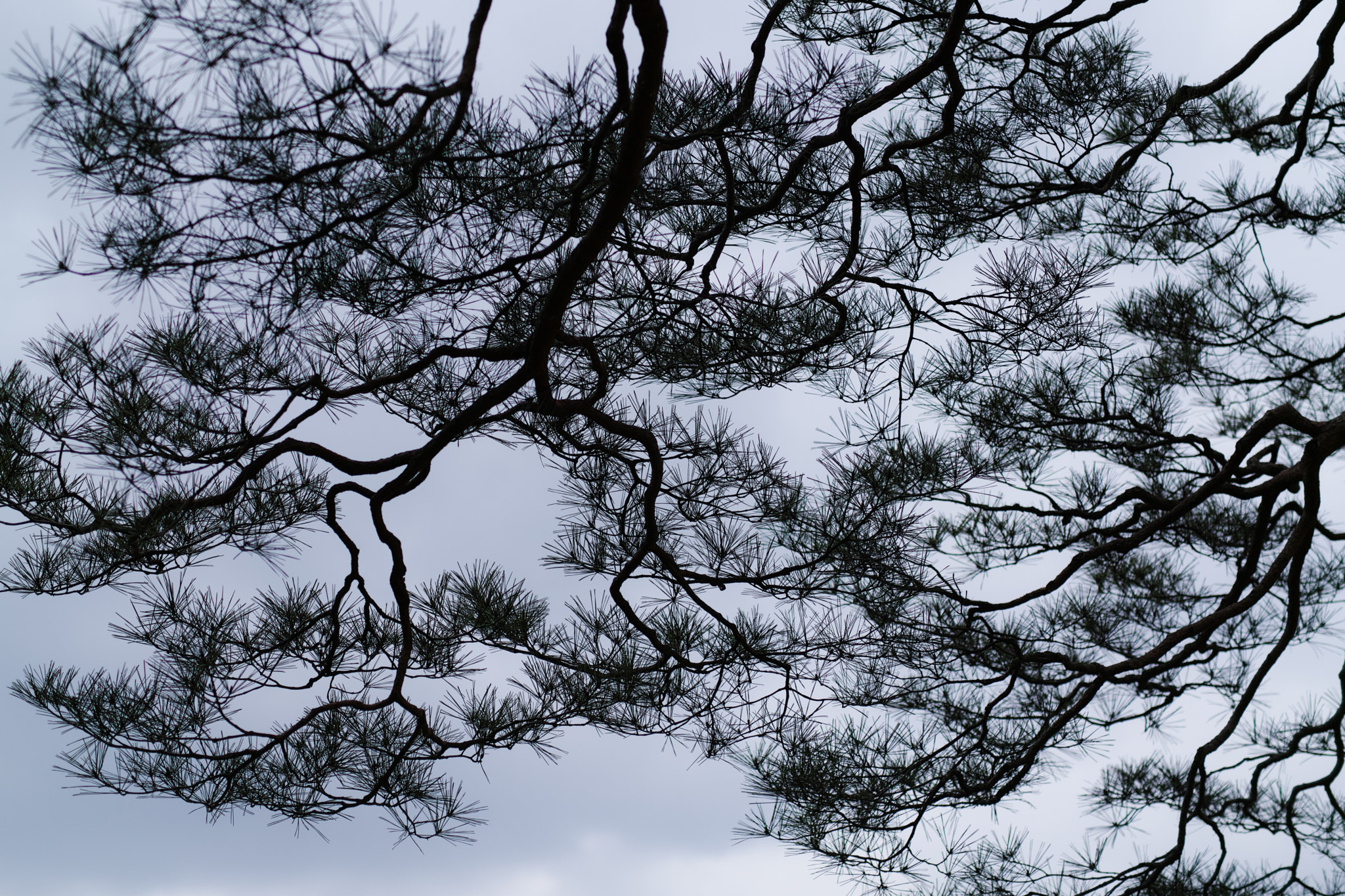 Sigma sd Quattro H sample photo. 2018042801 photography