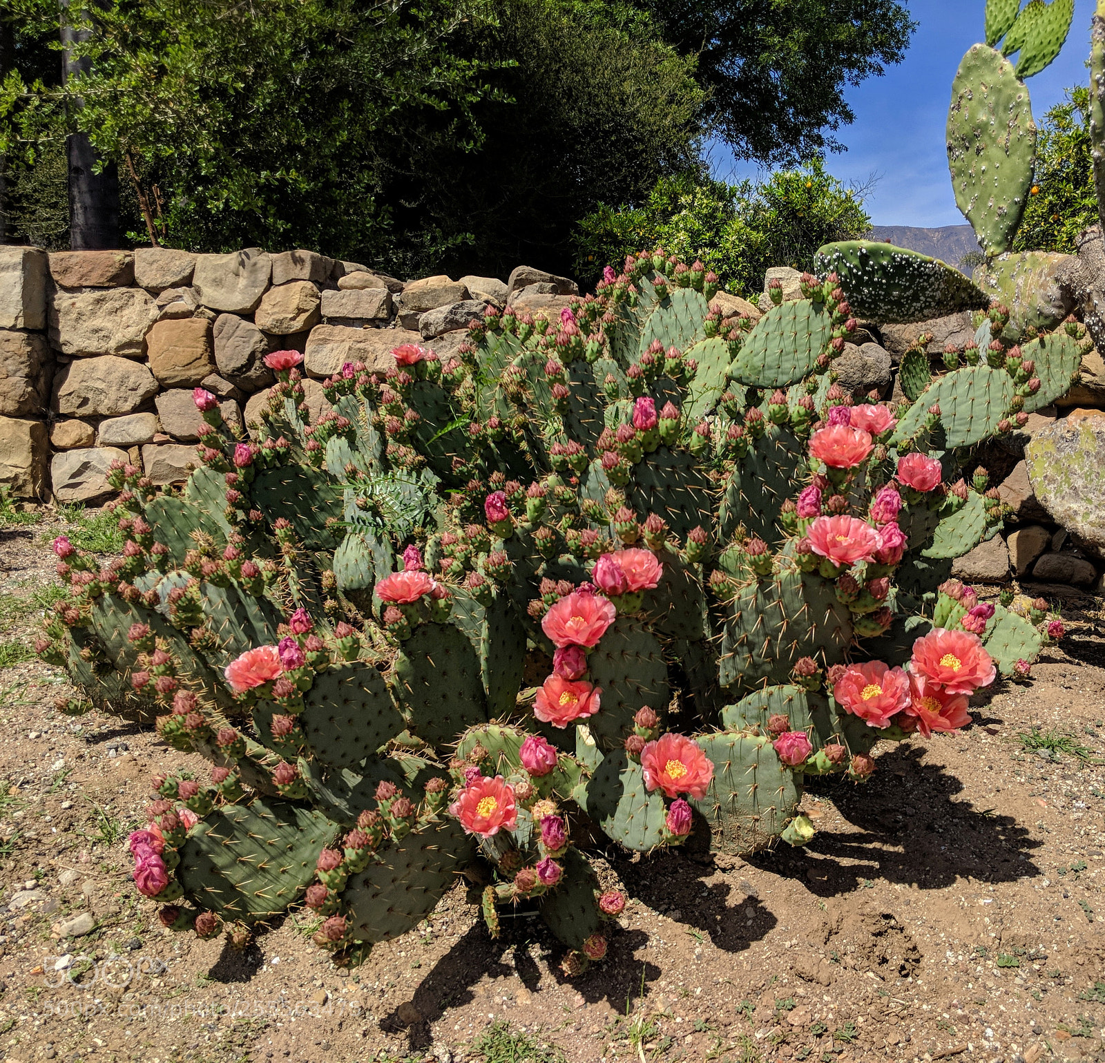 Google Pixel 2 XL sample photo. Cactus in bloom photography