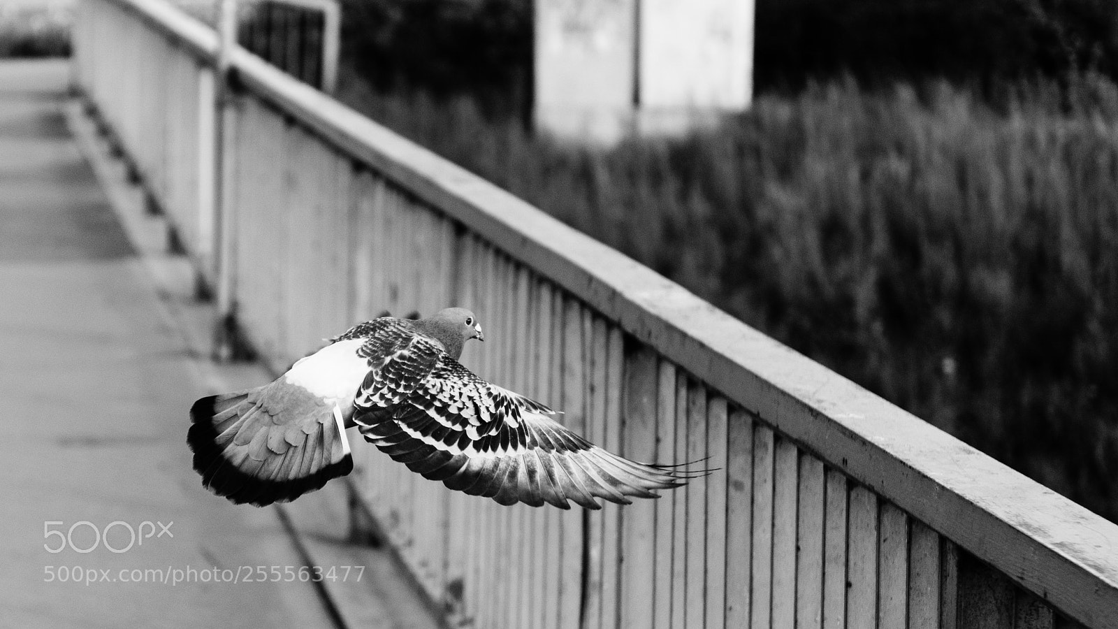 Nikon D7200 sample photo. Pigeon photography