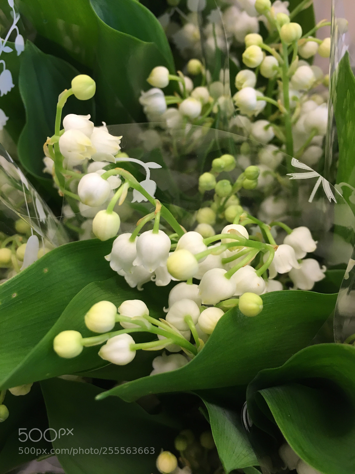 Apple iPhone 6s sample photo. Muguet  photography