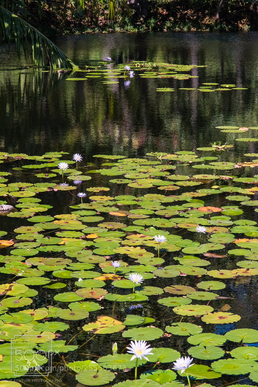 Pentax K-1 sample photo. Big island koi pond photography