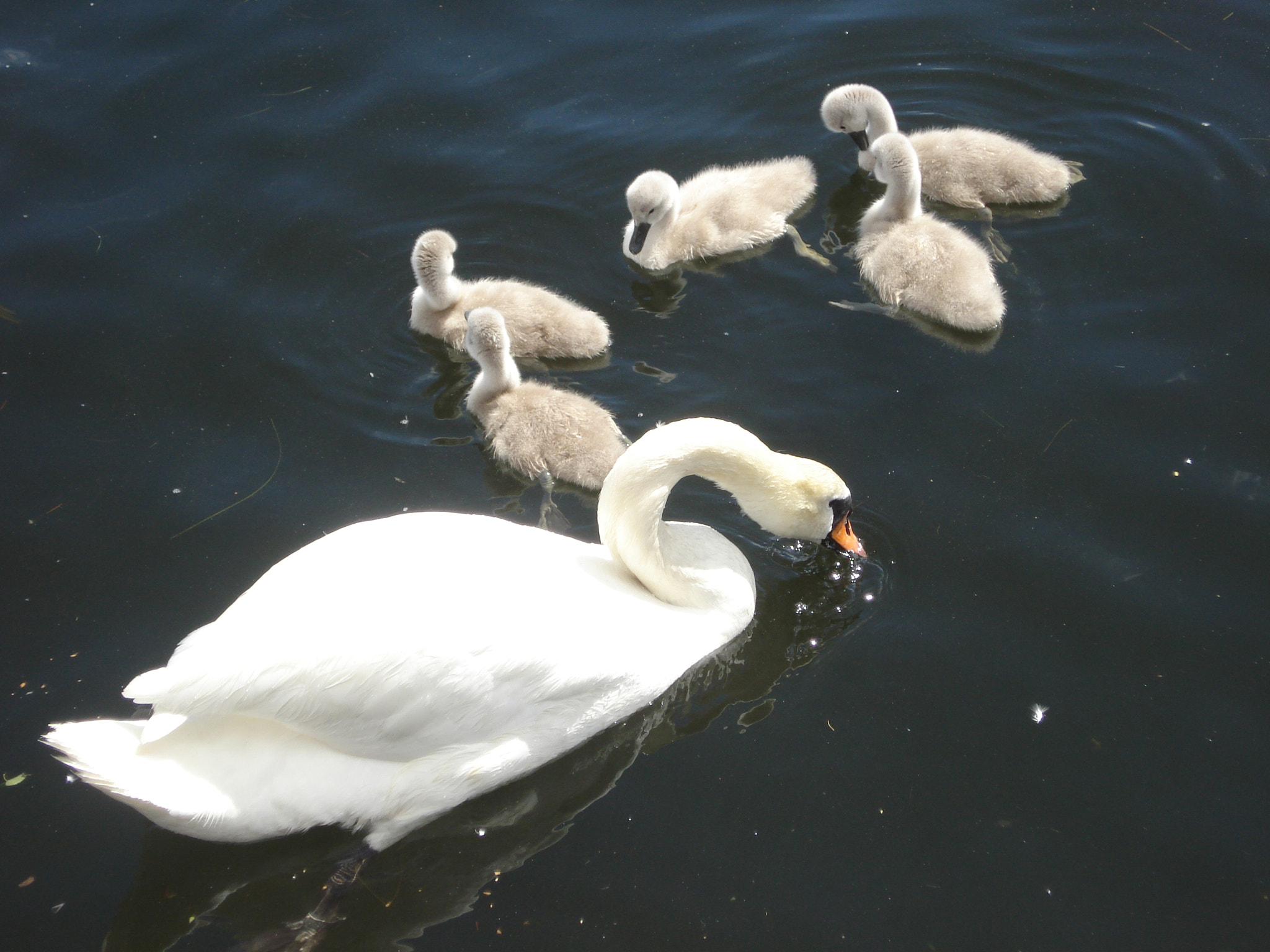 Sony DSC-W55 sample photo. Swans photography