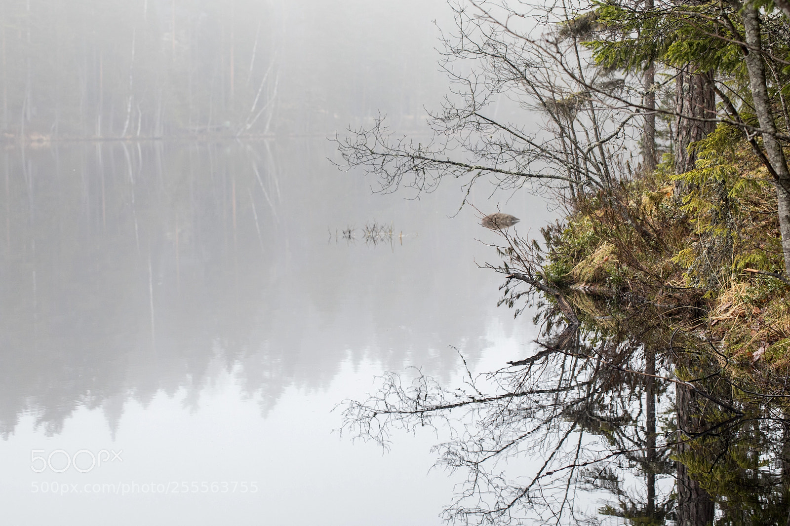 Canon EOS 5D Mark IV sample photo. Lake reflections x photography