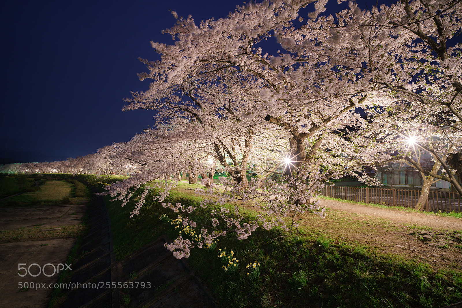 Sony a7R II sample photo. Yozakura - cherry blossoms photography