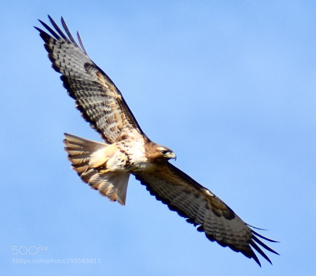 Nikon D3400 sample photo. Red-tailed hawk photography