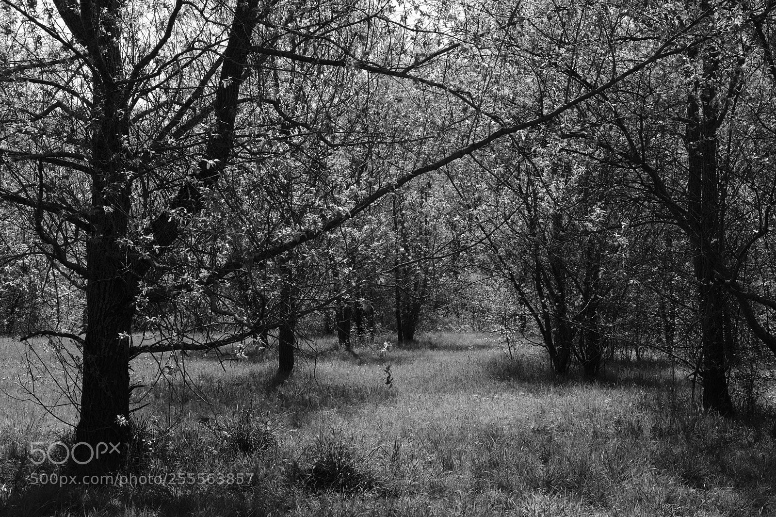 Fujifilm X-T20 sample photo. Park scheutbos photography
