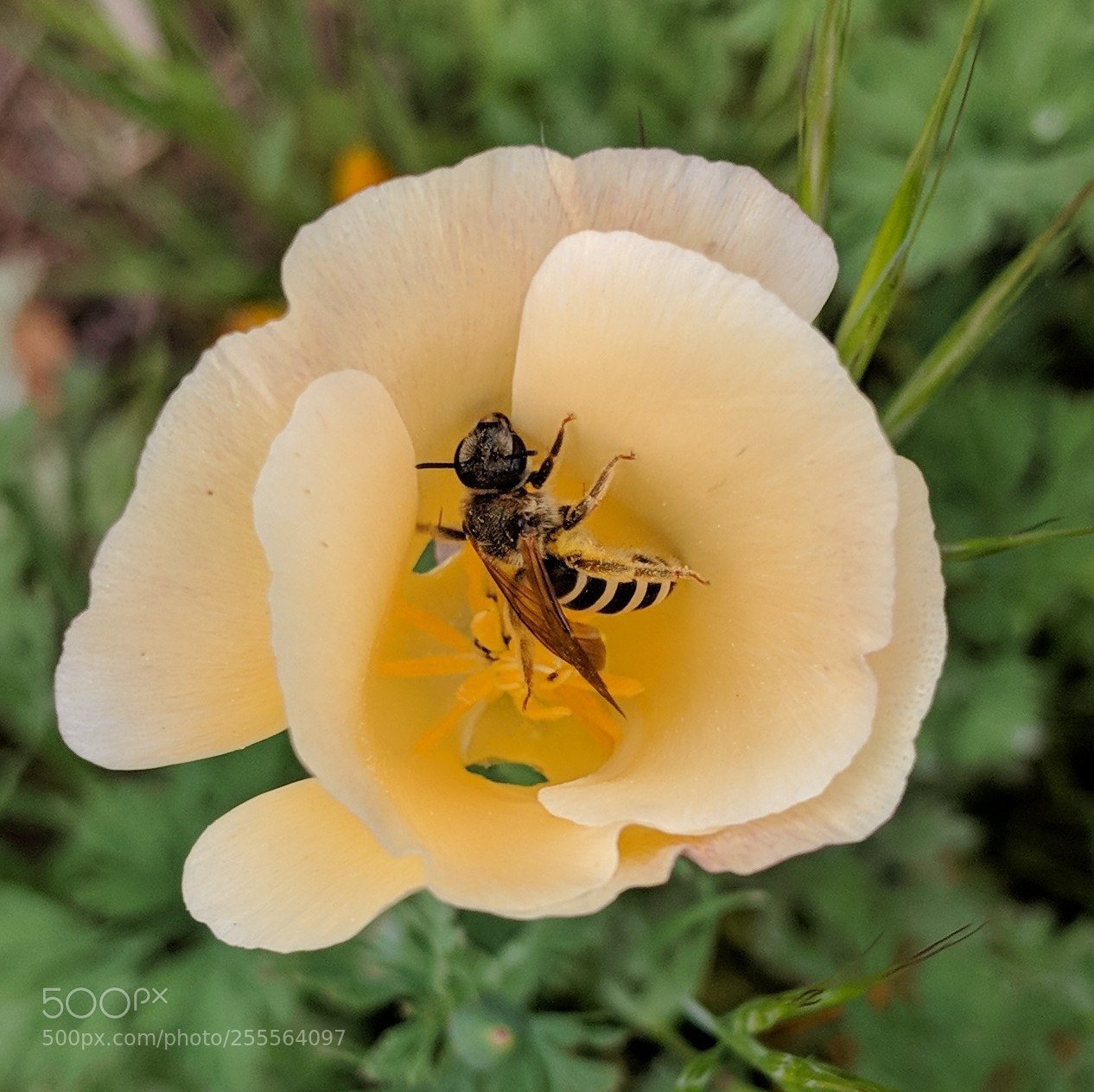 Google Pixel 2 XL sample photo. California poppy and friend photography