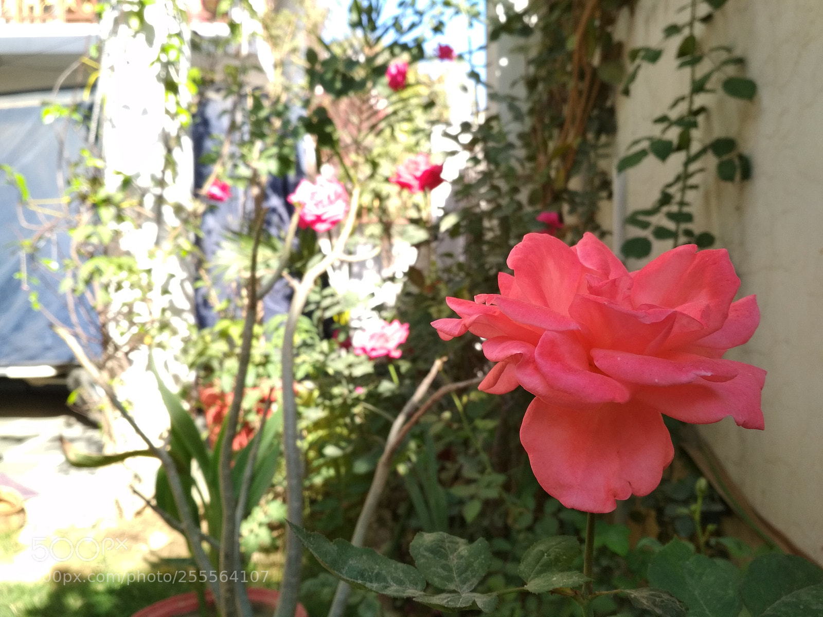Xiaomi Redmi 4 Pro sample photo. Just a try. photography