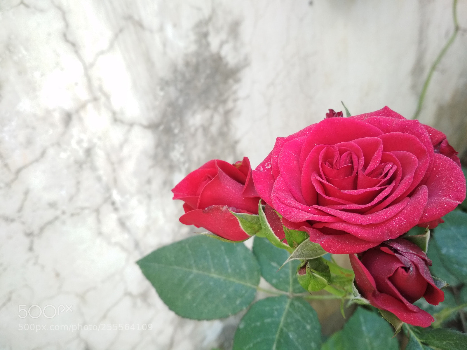 Xiaomi Redmi 4 Pro sample photo. Just a try. photography