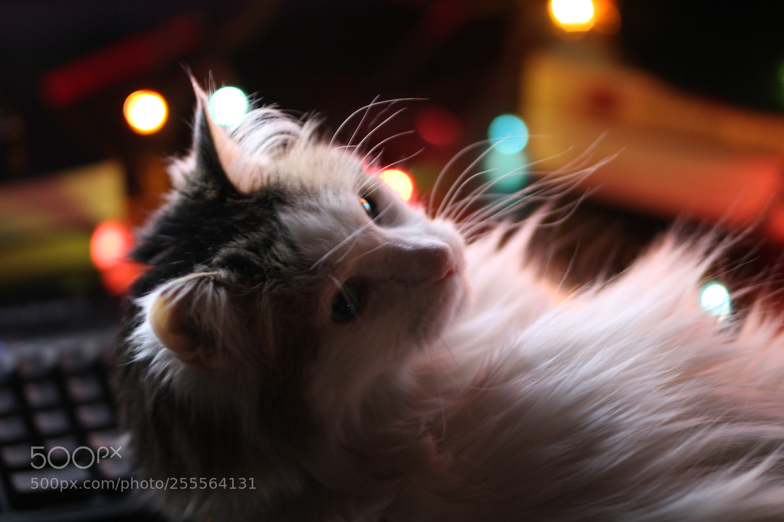 Canon EOS 1200D (EOS Rebel T5 / EOS Kiss X70 / EOS Hi) sample photo. Reggie photography