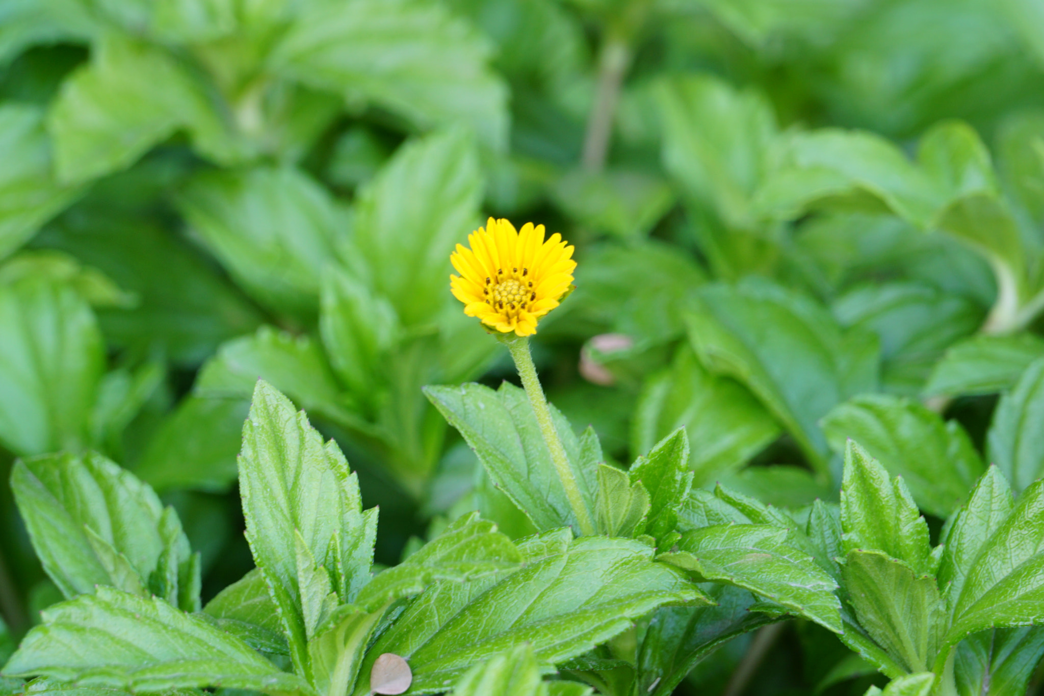 Sony E 55-210mm F4.5-6.3 OSS sample photo