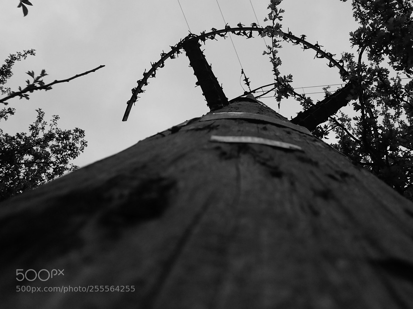 Olympus TG-4 sample photo. Old wooden electricity pole photography