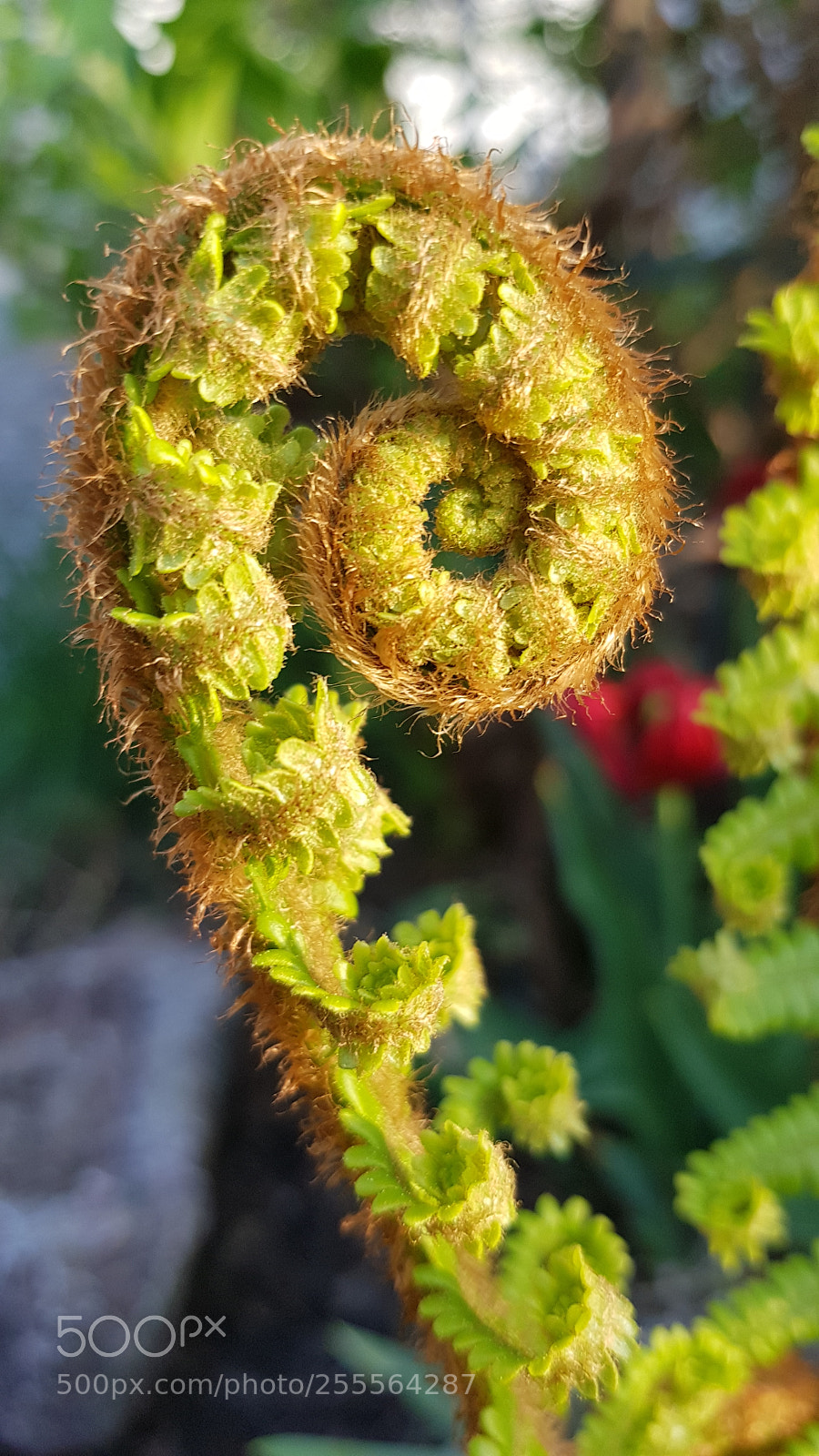 Samsung Galaxy S8+ sample photo. Untitled photography