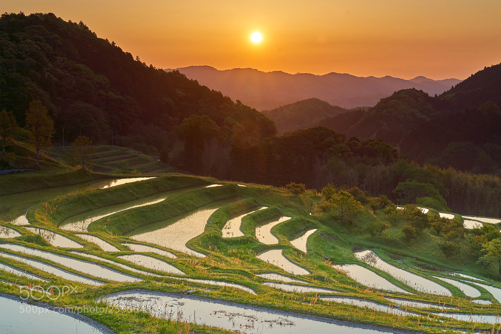 Sony a7R III sample photo. Morning at the rice photography