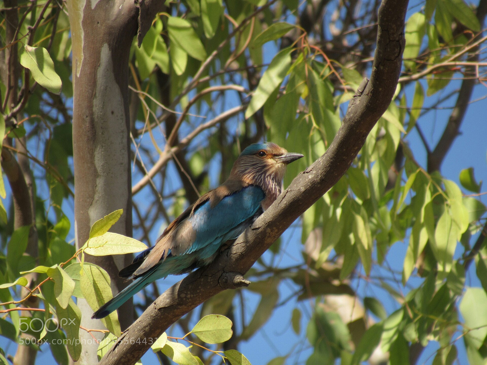 Canon PowerShot SX530 HS sample photo. Indian roller photography