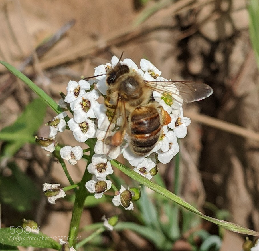 Google Pixel 2 XL sample photo. Apis mellifera photography