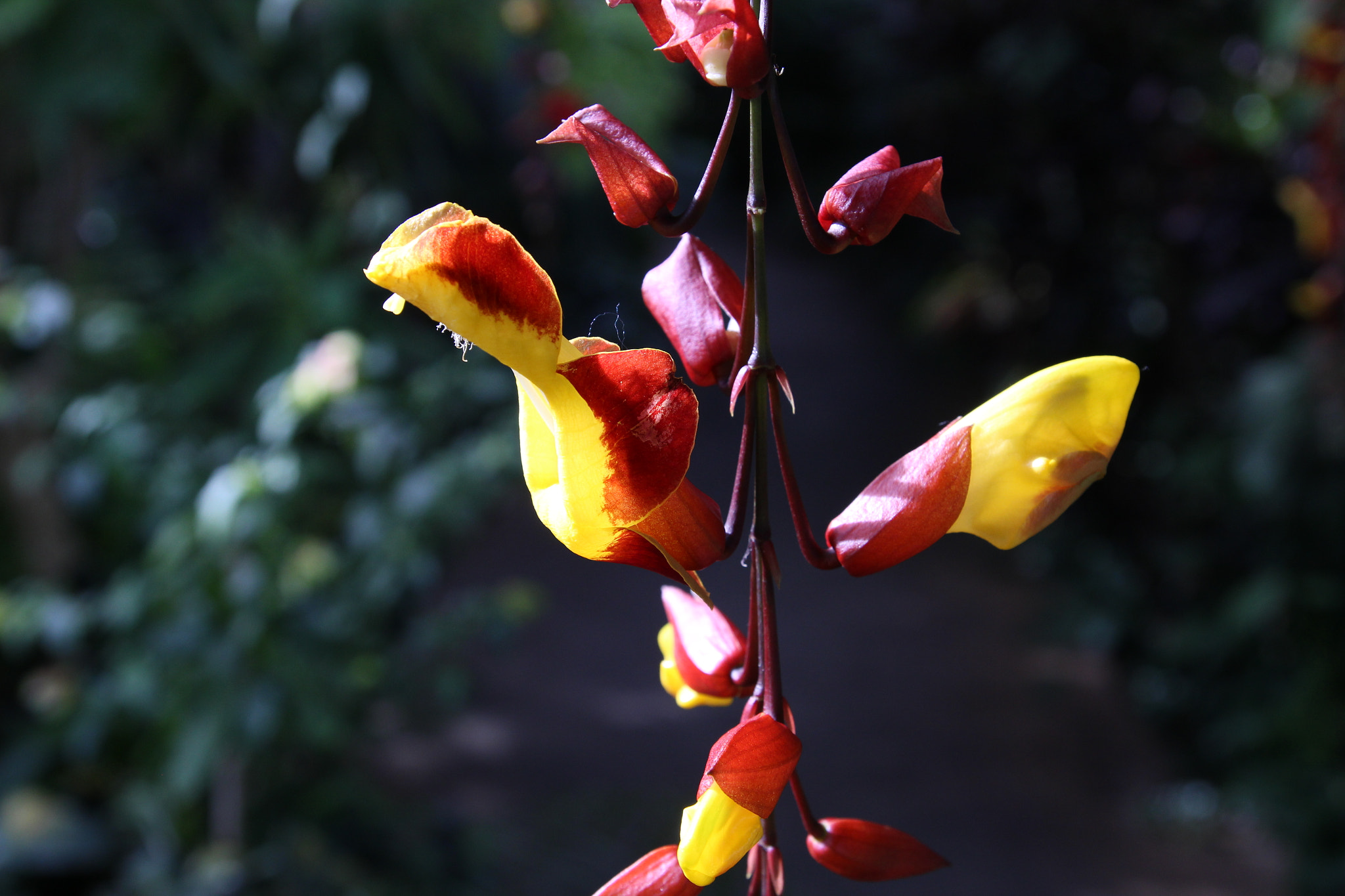 Tamron SP AF 17-50mm F2.8 XR Di II LD Aspherical (IF) sample photo. Img photography