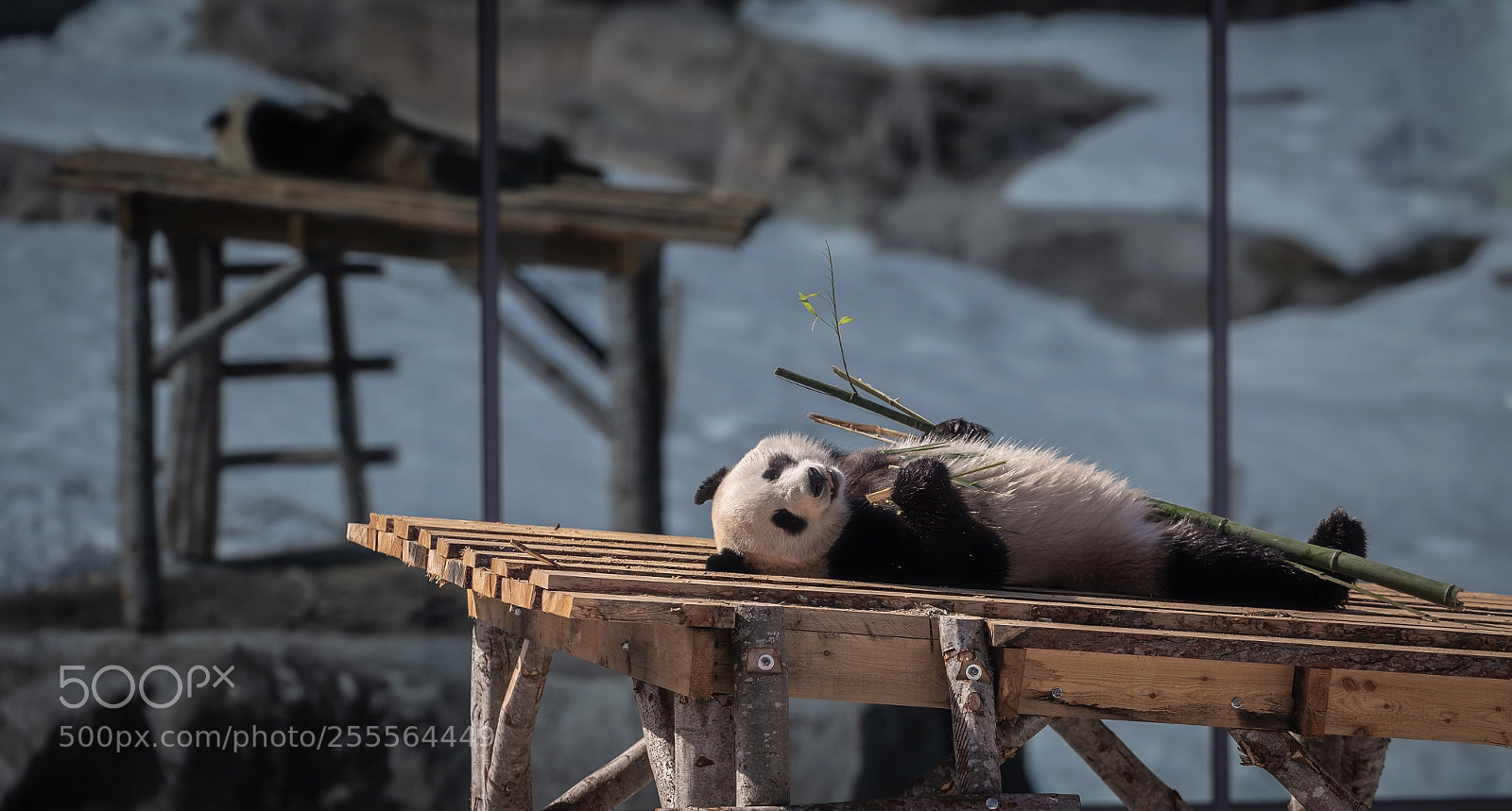 Canon EOS 6D sample photo. Resting panda photography
