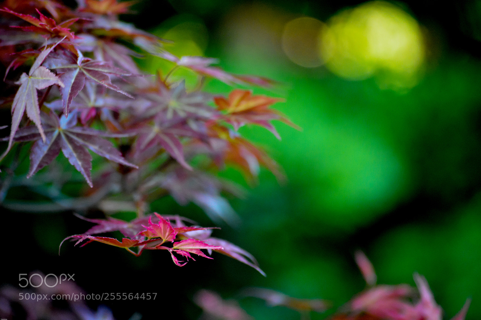 Nikon D5200 sample photo. Deshojo maple photography