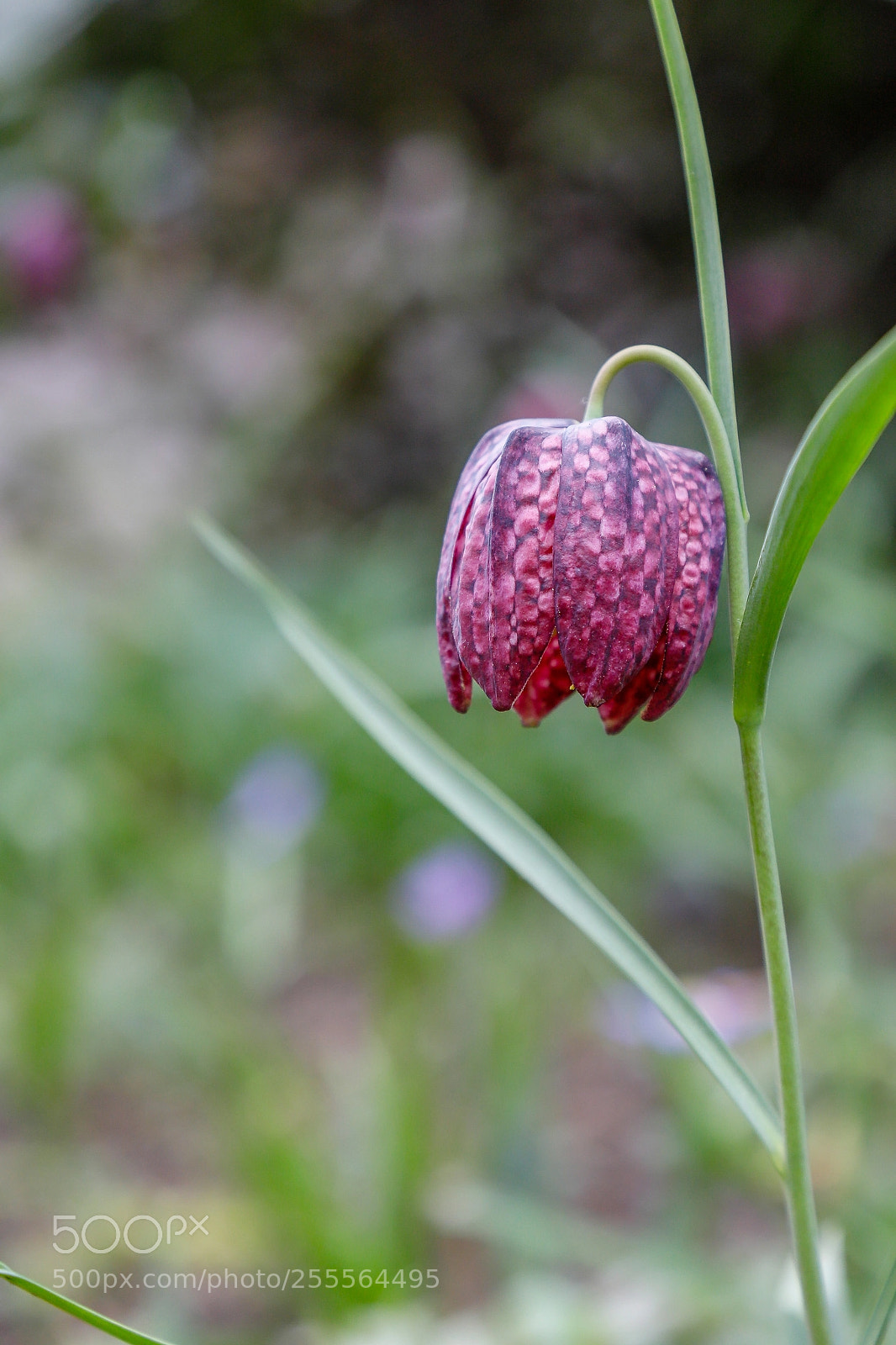 Canon EOS 6D Mark II sample photo. Schachbrettblume photography