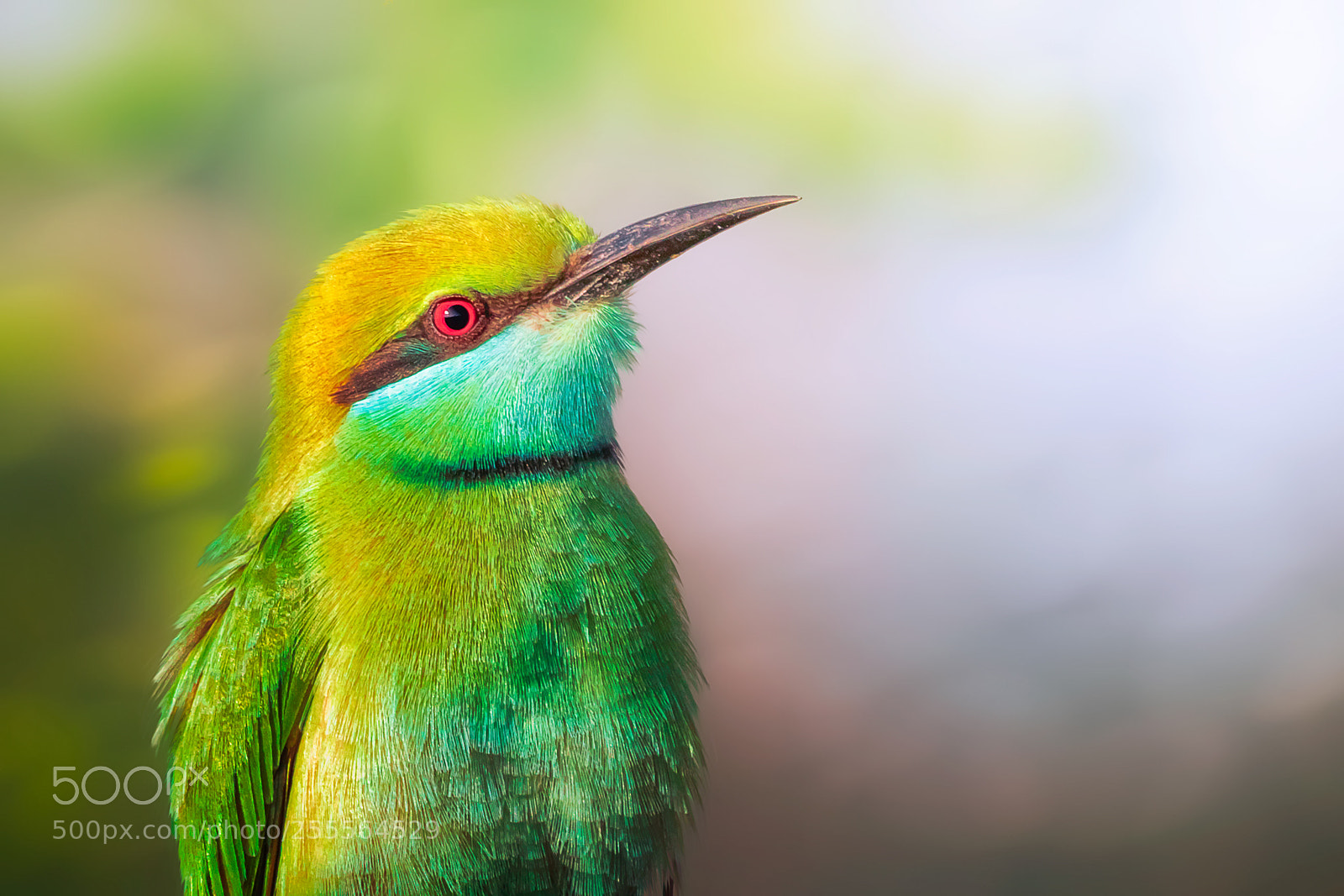 Canon EOS 7D Mark II sample photo. Little bee-eater photography